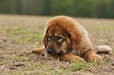 DOGUE DU TIBET 794
